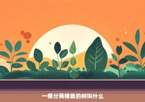 一棵分两棵栽的树叫什么