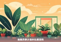 地栽月季少浇水扎根深吗