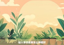 仙人掌仿地栽怎么种植好