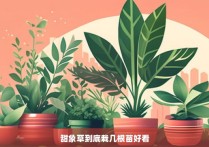 甜象草到底栽几根苗好看