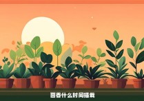 茴香什么时间插栽