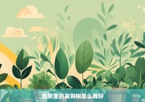 新房里的发财树怎么栽好