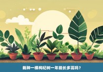 栽种一棵枸杞树一年能长多高吗？