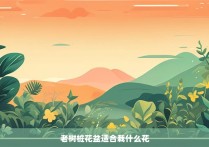 老树桩花盆适合栽什么花