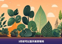 3月初可以露天栽草莓吗