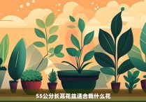 55公分长高花盆适合栽什么花