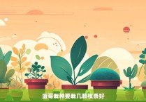 蓝莓栽种要栽几颗枝条好