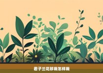 君子兰花移栽怎样栽