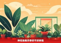 种花地栽月季好不好养殖