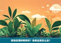 泰勒玫瑰种哪种好？地栽盆栽怎么选？