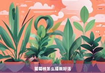 葡萄枝怎么插栽好活