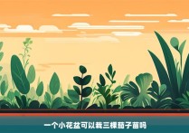 一个小花盆可以栽三棵茄子苗吗