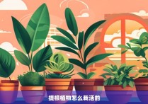 提根植物怎么栽活的