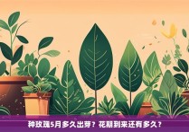 种玫瑰5月多久出芽？花期到来还有多久？