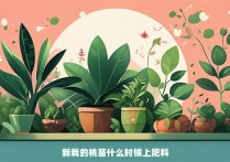 新栽的桃苗什么时候上肥料