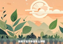 新栽牙签月季苗怎么种植