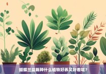 蝴蝶兰盆栽种什么植物好养又好看呢？