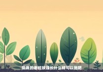 新栽的老桩玫瑰长什么样可以施肥