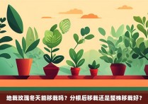 地栽玫瑰冬天能移栽吗？分根后移栽还是整株移栽好？