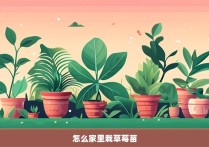 怎么家里栽草莓苗