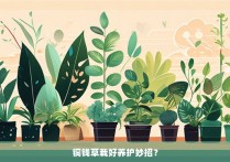 铜钱草栽好养护妙招？