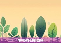 月季花枝怎么栽能活的快