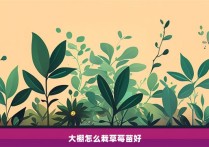 大棚怎么栽草莓苗好