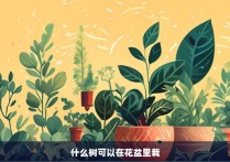 什么树可以在花盆里栽