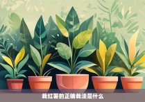 栽红薯的正确栽法是什么