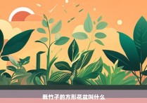 栽竹子的方形花盆叫什么