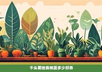 千头菊地栽株距多少好养