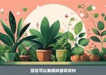 现在可以栽枫树苗吗农村