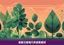 地栽三角梅几年成景最好