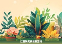 红薯秧无根能栽活吗