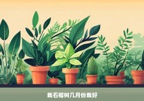 栽石榴树几月份栽好