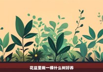 花盆里栽一棵什么树好养