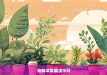 刚栽苹果能浇水吗