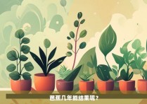 芭蕉几年能结果呢？