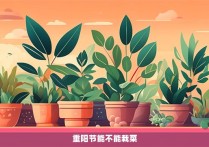 重阳节能不能栽菜