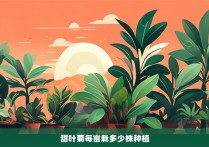 甜叶菊每亩栽多少株种植