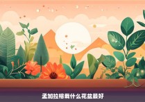 孟加拉榕栽什么花盆最好