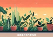 庭院里可栽月季花吗