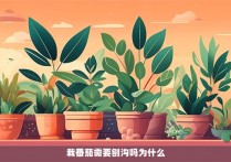 栽番茄需要刨沟吗为什么