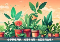 冬季移植丹参，成活率如何？能否顺利生根？