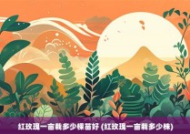 红玫瑰一亩栽多少棵苗好 (红玫瑰一亩栽多少株)