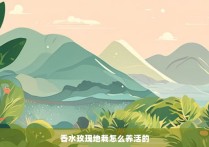 香水玫瑰地栽怎么养活的