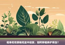 福寿花在旗袍花盆中绽放，如何移植养护得当？