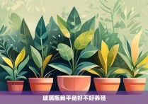 玻璃瓶栽平菇好不好养殖