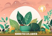 地栽栀子花几月上盆好活