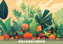 虎皮兰盆栽栽几棵好养殖